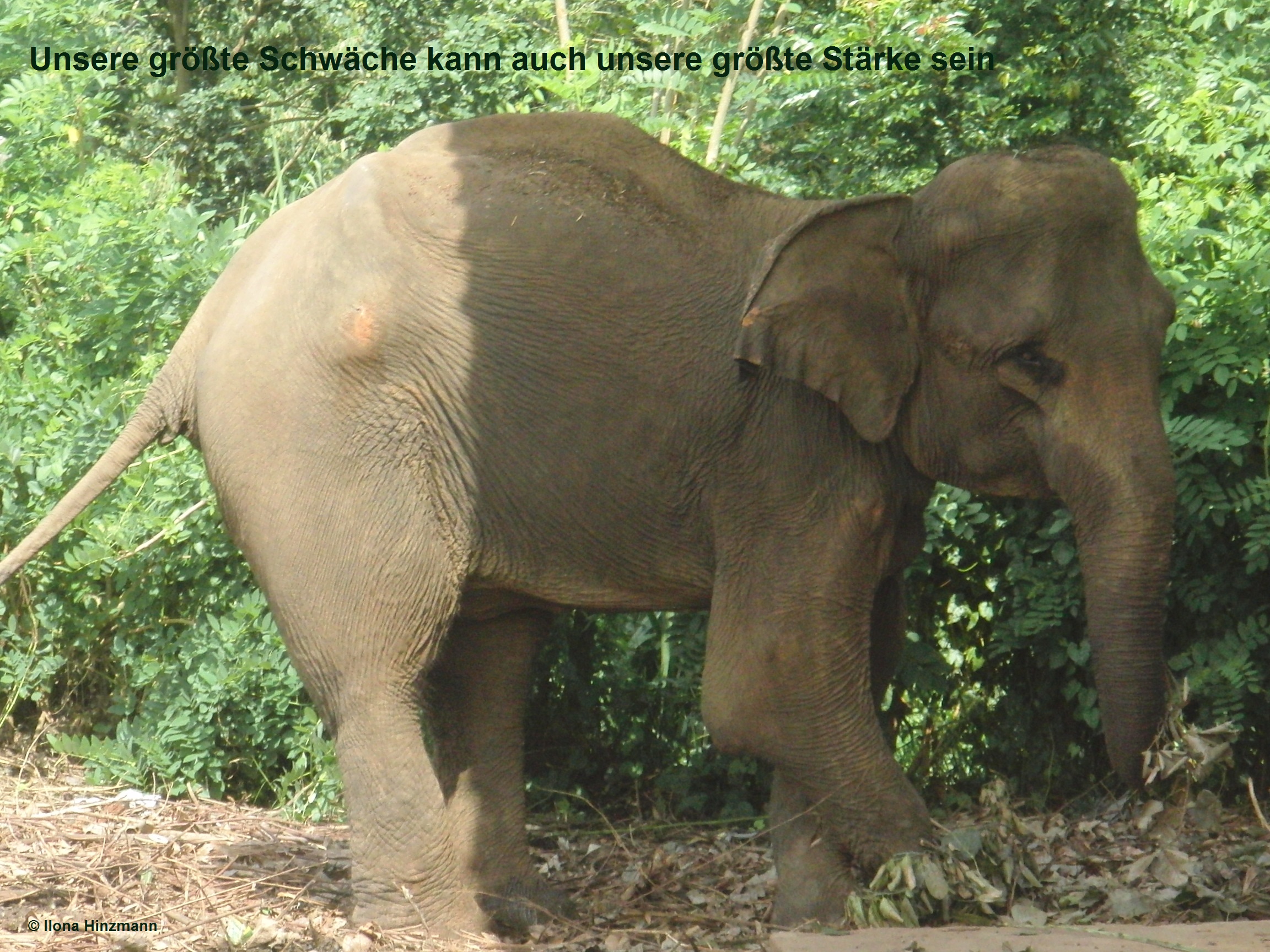 CIMG13972010-08-18153606ilona Hinzmann.jpg